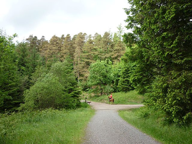 Horse and rider in Grizedale Forest, Lake District — photo Karl and Ali / Geograph, CC BY-SA 2.0