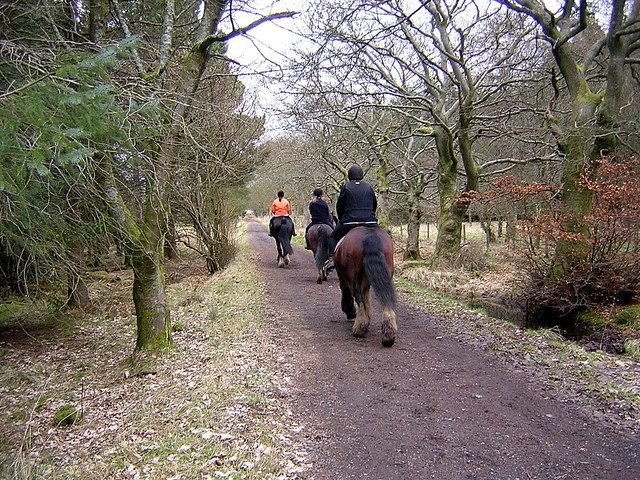 Horse and rider on a country park hack — photo Iain Thompson / Geograph, CC BY-SA 2.0